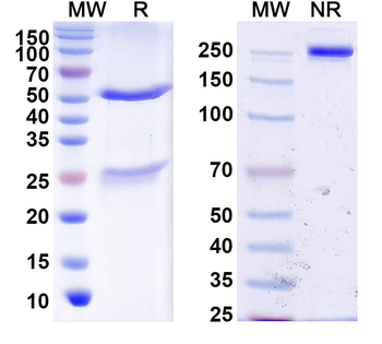 HPV16 L2/Minor capsid protein L2 Human Monoclonal Antibody