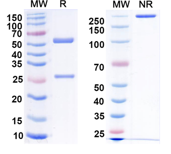 RABV G/Glycoprotein Human Monoclonal Antibody