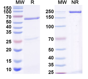 HIV1 env/Env polyprotein Human Monoclonal Antibody
