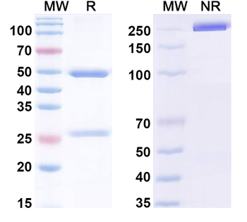 IL20 Mouse Monoclonal Antibody
