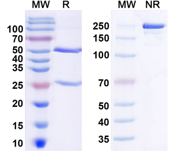 IL8/CXCL8 Mouse Monoclonal Antibody