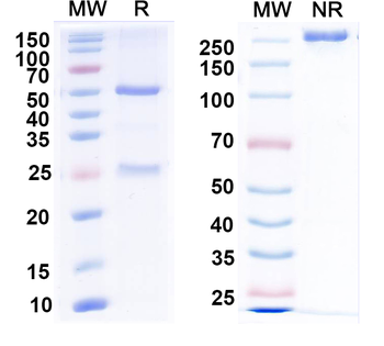 HSV-2/HHV-2 gD/Envelope glycoprotein D Human Monoclonal Antibody