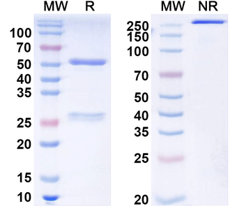 AAV2 VP1/Capsid protein VP1 Human Monoclonal Antibody