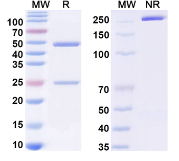 HPV B19/B19V NS1/Non-structural protein 1 Human Monoclonal Antibody