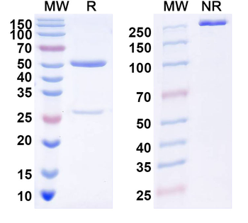 HPV59 L1/Major capsid protein L1 Human Monoclonal Antibody