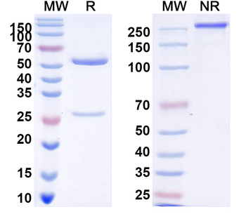 HPV6 L1/Major capsid protein L1 Pentamer Human Monoclonal Antibody