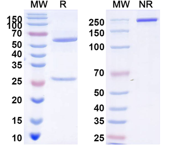 HPV58 L1/Major capsid protein L1 Human Monoclonal Antibody