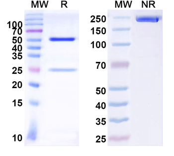 Coxsackievirus A16/CVA16 Capsid protein/Genome polyprotein Human Monoclonal Antibody