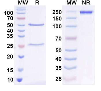 Coxsackievirus A6/CVA6 VP1/Capsid protein VP1 Human Monoclonal Antibody