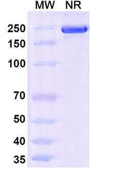 ADAMTS13 Mouse Monoclonal Antibody