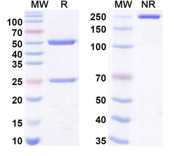 parvovirus B19/HPV-B19 VP2/Viral protein 2 Human Monoclonal Antibody