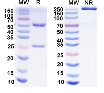 AAV2 VP1/Capsid protein VP1 Mouse Monoclonal Antibody