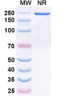 FMDV Genome polyprotein Human Monoclonal Antibody
