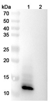 Vaccinia virus/VACV A27L Human Monoclonal Antibody