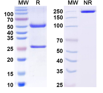 MAPT/Tau/PHF-tau Mouse Monoclonal Antibody