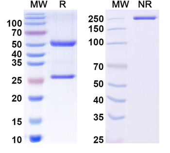 GluA2 Mouse Monoclonal Antibody