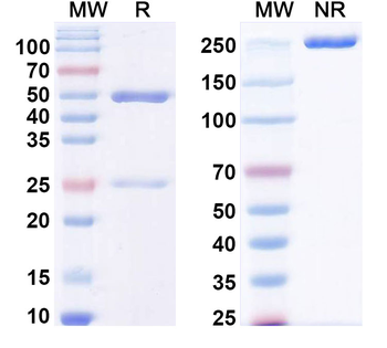 Gal-9/LGALS9 Mouse Monoclonal Antibody