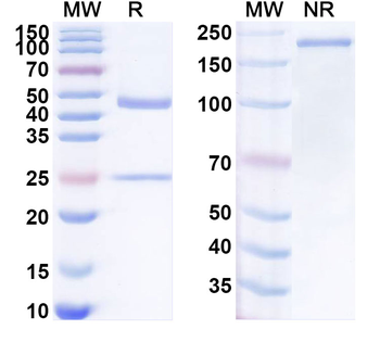 IL22 Mouse Monoclonal Antibody