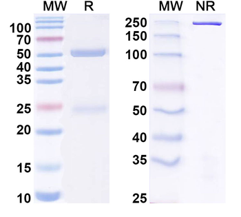 ACE2 Mouse Monoclonal Antibody