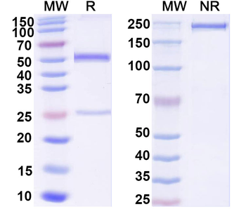 Ganglioside GD2 Human Monoclonal Antibody