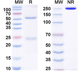 HHV-5/HCMV gB/Envelope glycoprotein B Human Monoclonal Antibody
