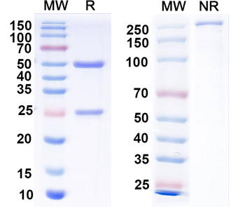 EBV/HHV-4 gH/gL Complex Mouse Monoclonal Antibody