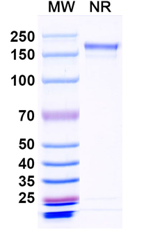 EBV/HHV-4 BLLF1/MA Mouse Monoclonal Antibody