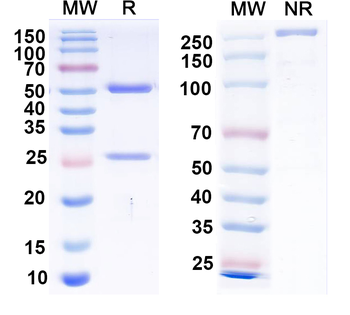 EBV/HHV-4 gH/gL Complexes Human Monoclonal Antibody