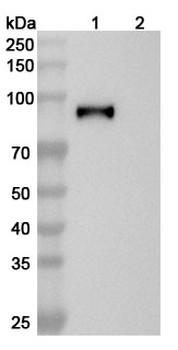 EBV/HHV-4 gH/BXLF2 Human Monoclonal Antibody