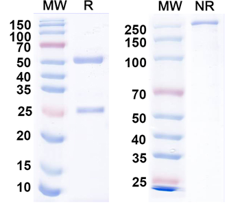 EBV/HHV-4 gH/BXLF2 Human Monoclonal Antibody