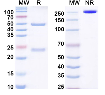 EBV/HHV-4 LMP1/BNLF1 Human Monoclonal Antibody
