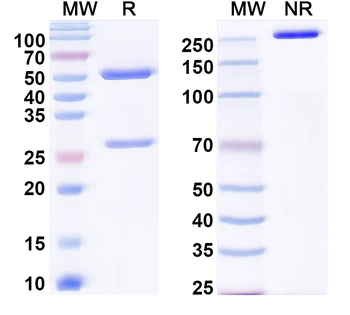 EBV/HHV-4 LMP1/BNLF1 Human Monoclonal Antibody