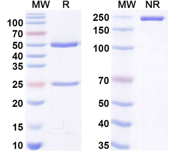 EBV/HHV-4 LMP1/BNLF1 Human Monoclonal Antibody