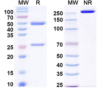 Plasmodium falciparum MSA2/MSP2 Mouse Monoclonal Antibody