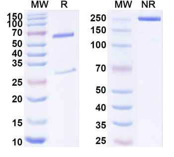 TSLPR/CRLF2 Mouse Monoclonal Antibody