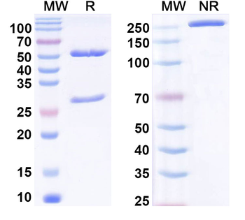 Phospho-Histone H3 Mouse Monoclonal Antibody