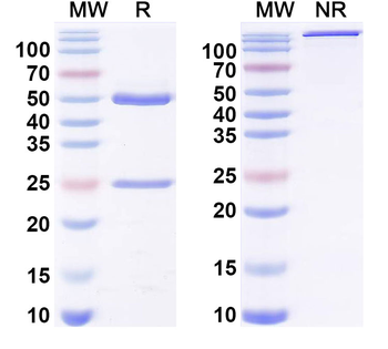 Phospho-γ-H2AX Mouse Monoclonal Antibody