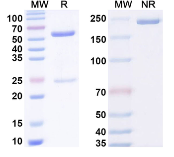 Phospho-Smad2 Mouse Monoclonal Antibody