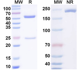 BVDV Envelope glycoprotein E2/gp55 Human Monoclonal Antibody