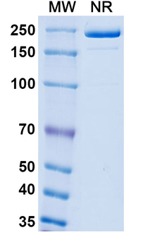 Monkeypox virus/MPXV A35R Mouse Monoclonal Antibody