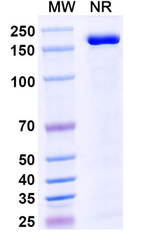 Monkeypox virus/MPXV A29L Mouse Monoclonal Antibody