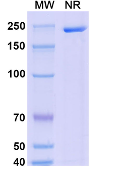 Monkeypox virus/MPXV E8L Mouse Monoclonal Antibody