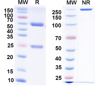 Vaccinia virus(VACV) D8L Mouse Monoclonal Antibody