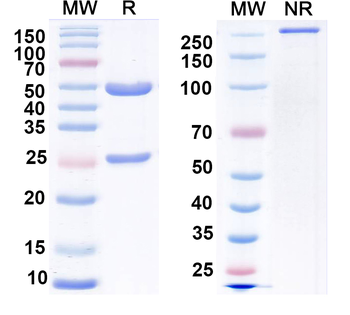 Vaccinia virus(VACV) L1R/Protein L1 Mouse Monoclonal Antibody