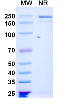 Vaccinia virus(VACV) L1R/Protein L1 Mouse Monoclonal Antibody