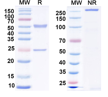 Vaccinia virus(VACV) H3L/Ag35 Mouse Monoclonal Antibody