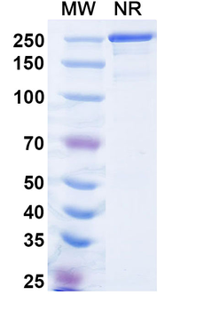 α-Gal Epitope (Galα1-3Galβ1-4GlcNAc-R) Mouse Monoclonal Antibody