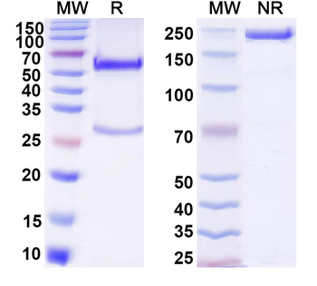 H3K4me3 Mouse Monoclonal Antibody