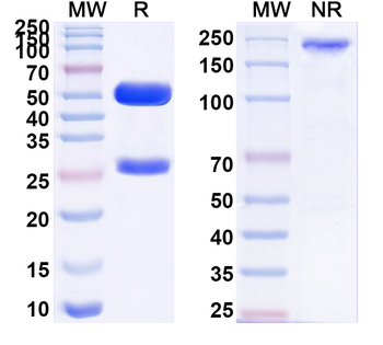 TYRP1 Mouse Monoclonal Antibody
