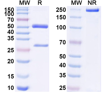 CCL20/MIP-3-alpha Mouse Monoclonal Antibody